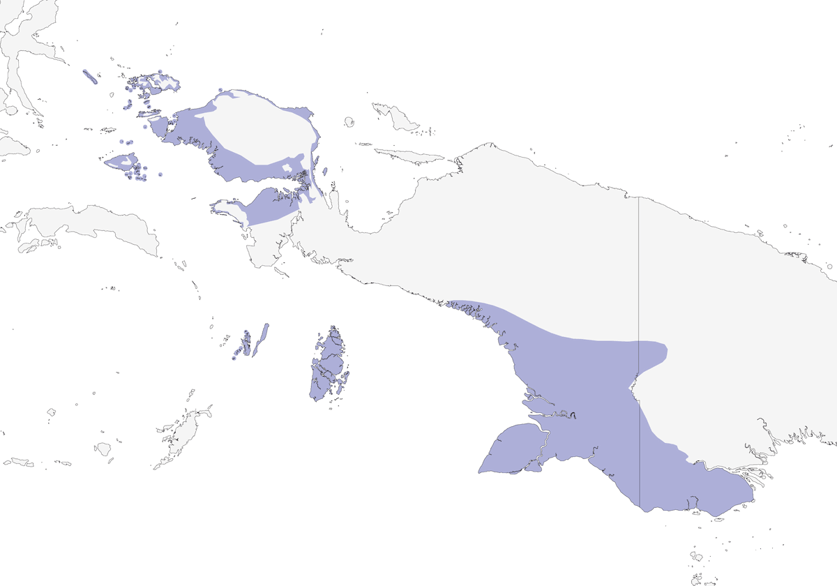 Micropsitte de Keï, Distribution 1