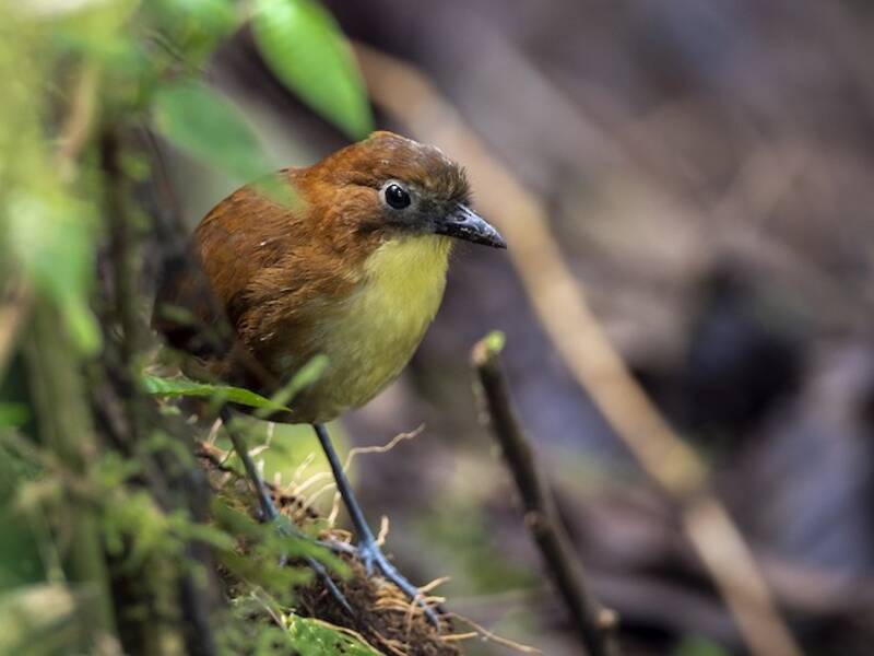 Gelbbrust-Ameisenpitta