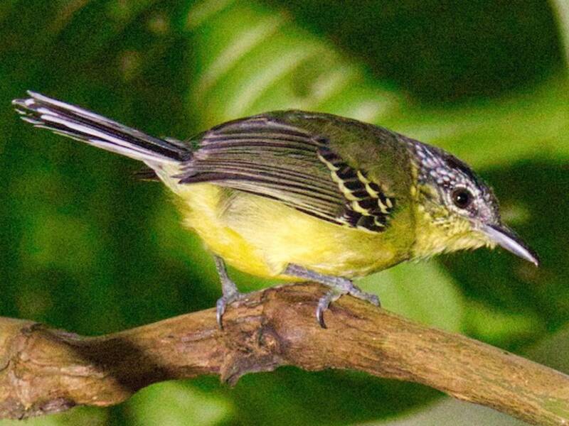 Yellow-breasted Antwren, Photos 2