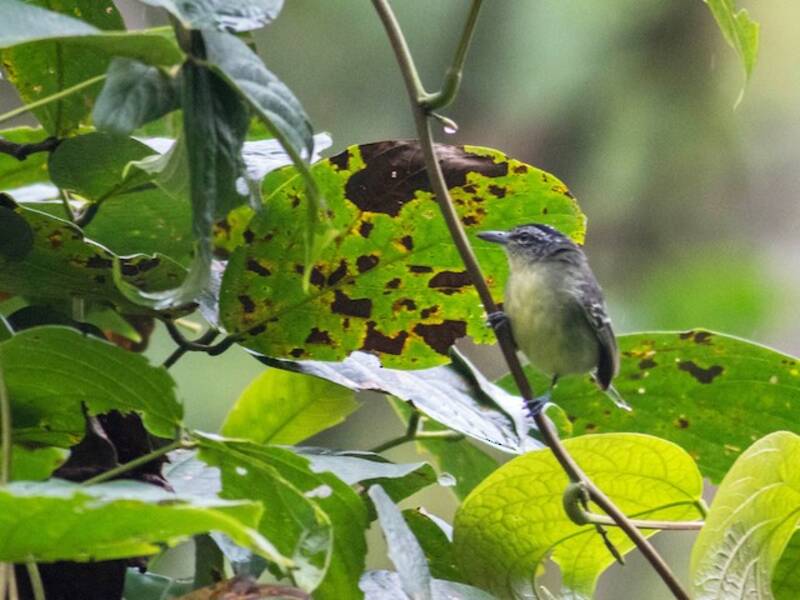 Yellow-breasted Antwren, Photos 4