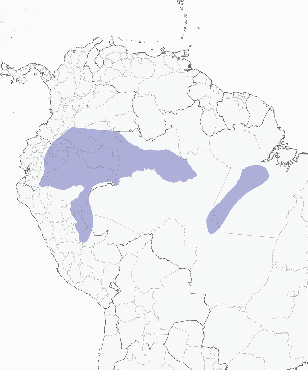 Hormiguero Cejiamarillo, Distribución 1