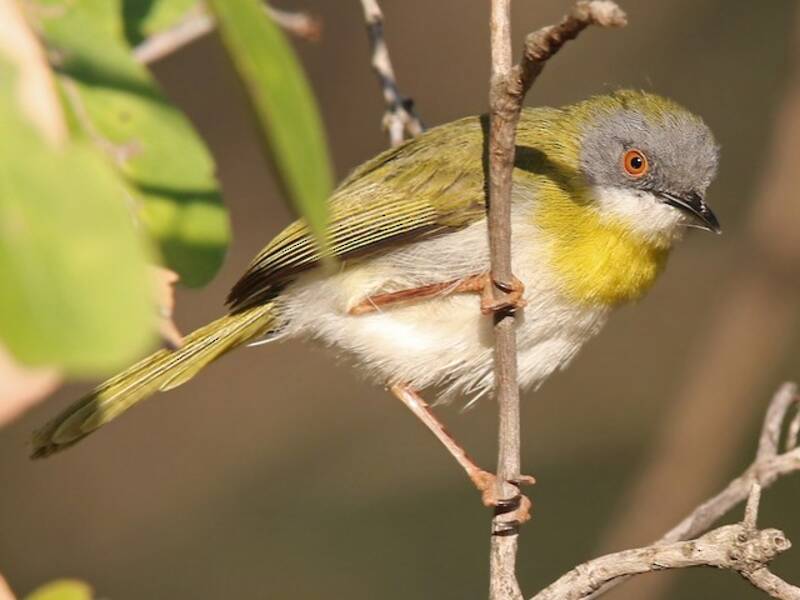 Apalis pettogiallo