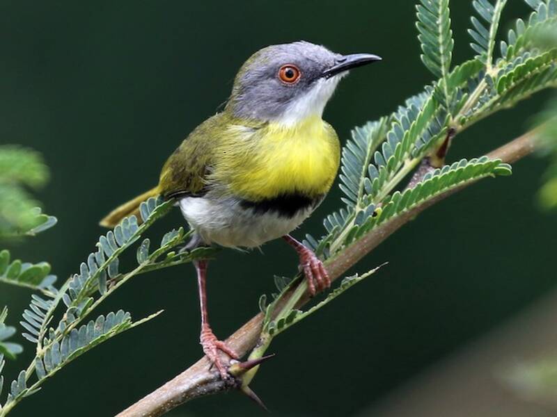 Apalis pettogiallo, Foto 3