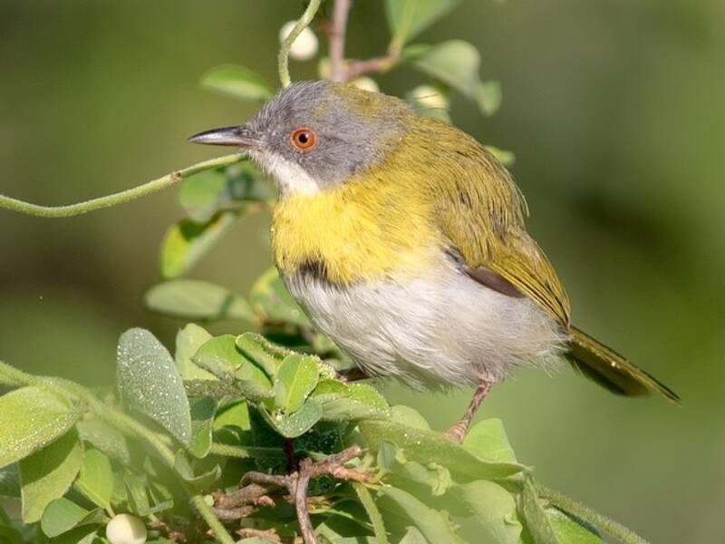 Apalis pettogiallo, Foto 2