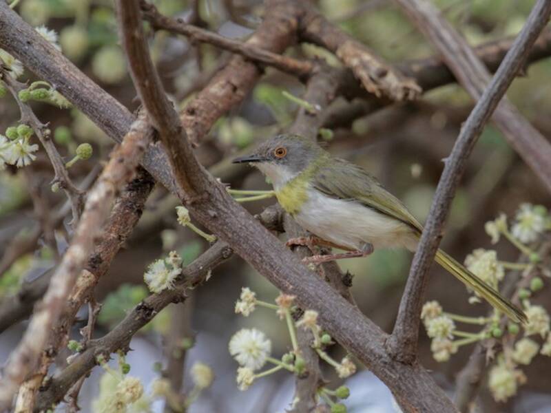 Apalis pettogiallo, Foto 4