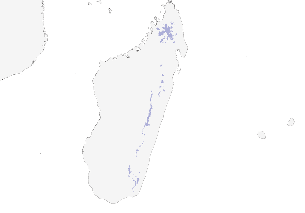 Asiti Ventriamarillo, Distribución 1