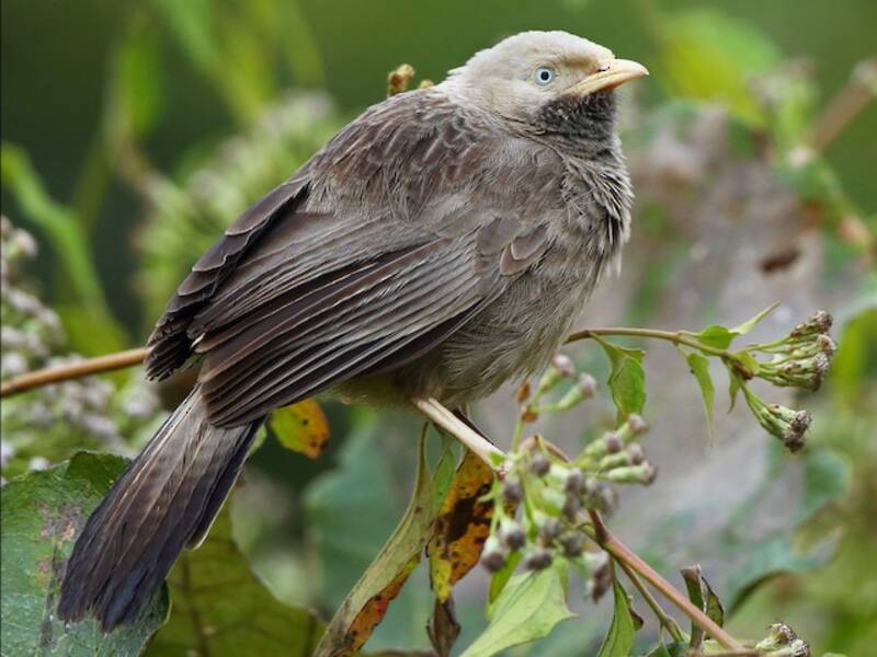 Yellow-billed Babbler, Photos 3