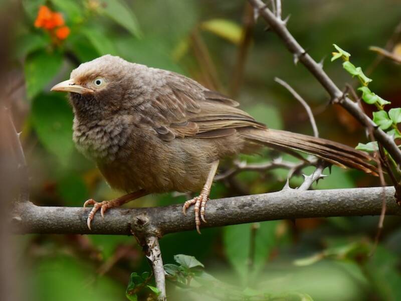 Yellow-billed Babbler, Photos 4