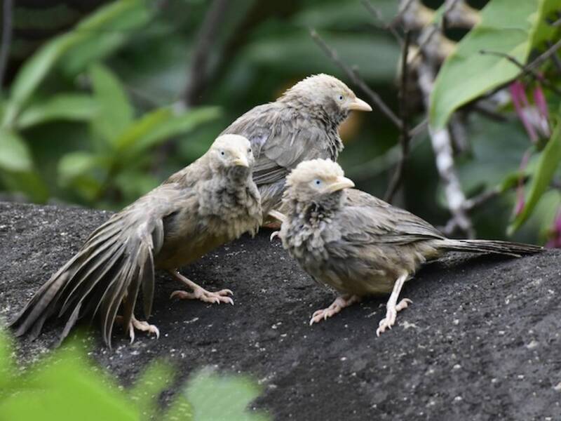 Yellow-billed Babbler