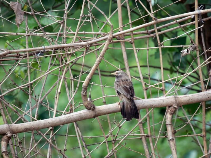 Yellow-billed Babbler, Photos 2