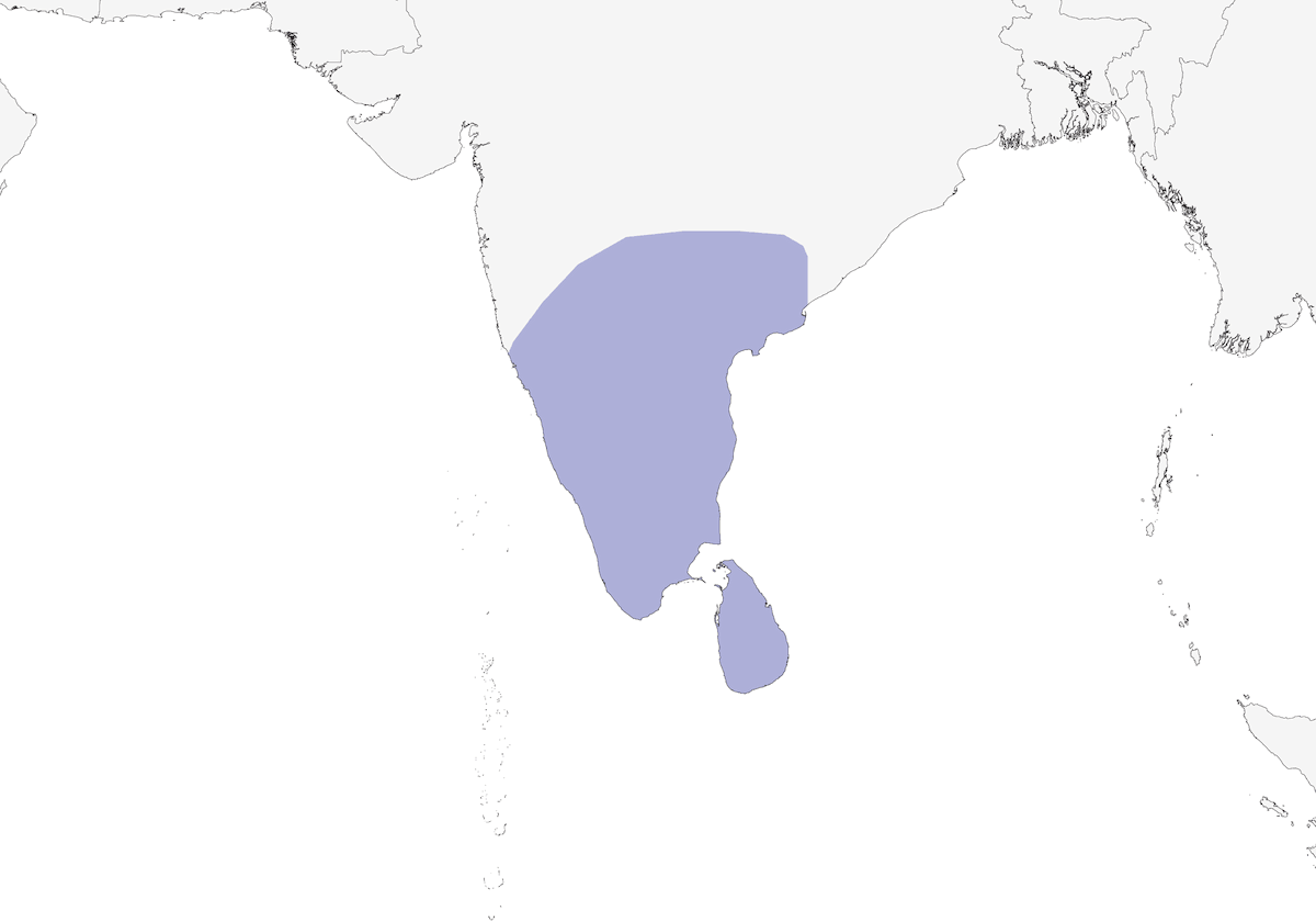 Yellow-billed Babbler, Distribution 1