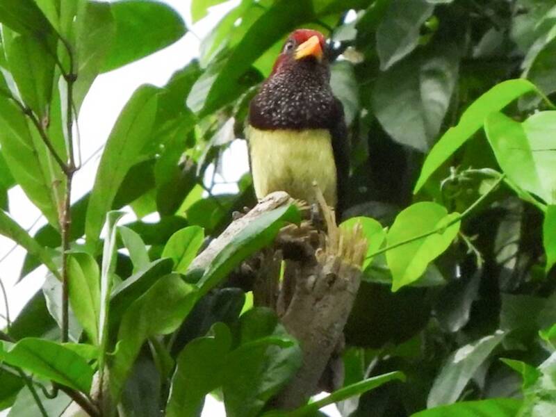 Westlicher Gelbschnabel-Bartvogel, Fotos 3