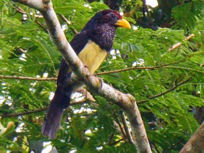 Westlicher Gelbschnabel-Bartvogel, Fotos 4