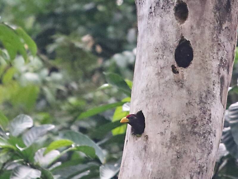 Westlicher Gelbschnabel-Bartvogel