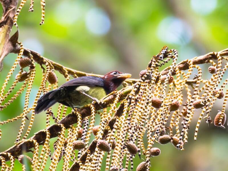 Westlicher Gelbschnabel-Bartvogel, Fotos 2