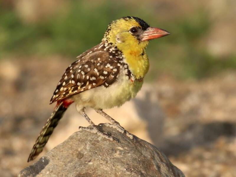Barbudo Pechiamarillo, Fotos 4