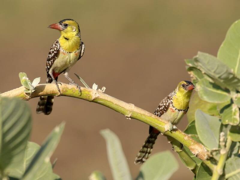 Barbetto dal petto giallo
