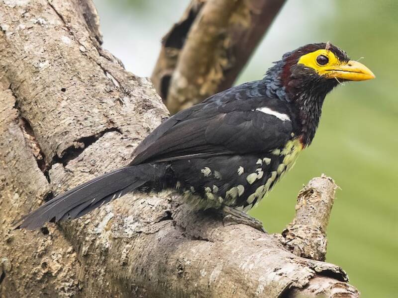 Östlicher Gelbschnabel-Bartvogel, Fotos 4