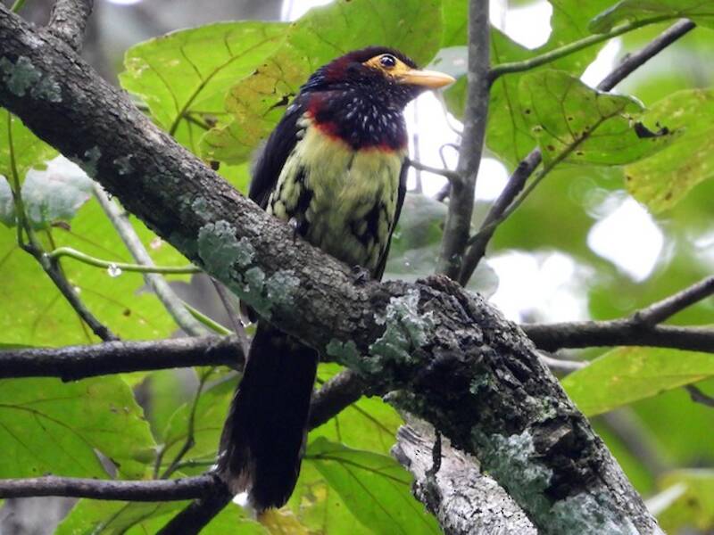 Östlicher Gelbschnabel-Bartvogel, Fotos 2