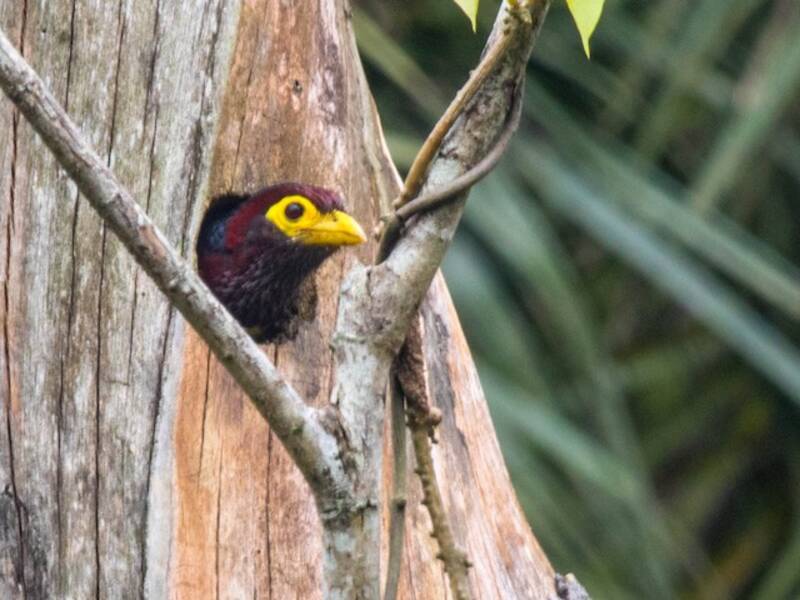 Östlicher Gelbschnabel-Bartvogel, Fotos 3