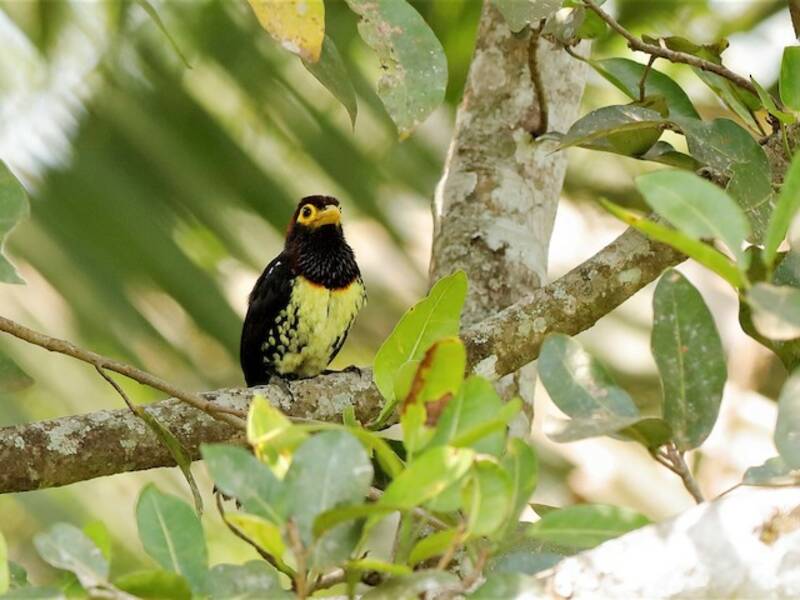 Eastern Yellow-billed Barbet