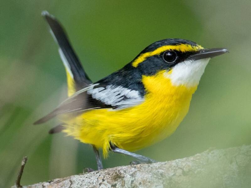 Yellow-breasted Boatbill (Machaerirhynchus flaviventer)