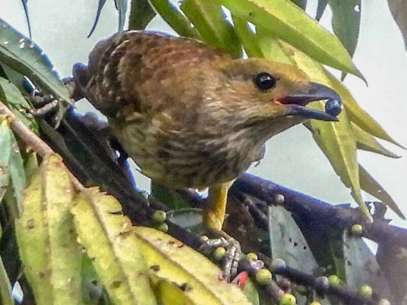 Yellow-breasted Bowerbird, Photos 3