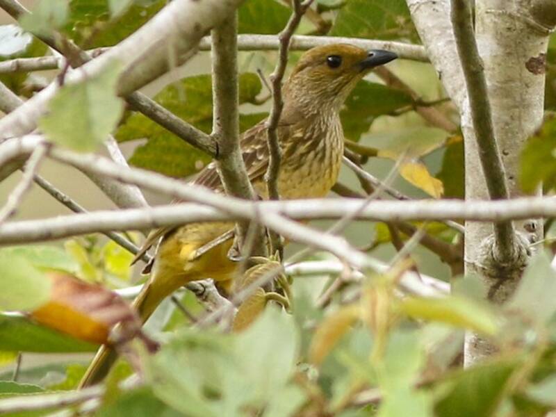 Yellow-breasted Bowerbird, Photos 4