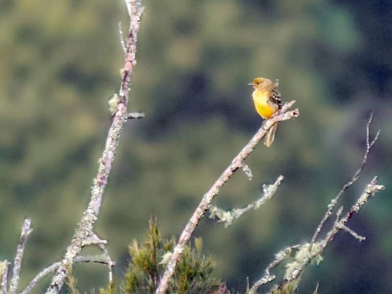 Yellow-breasted Bowerbird, Photos 2