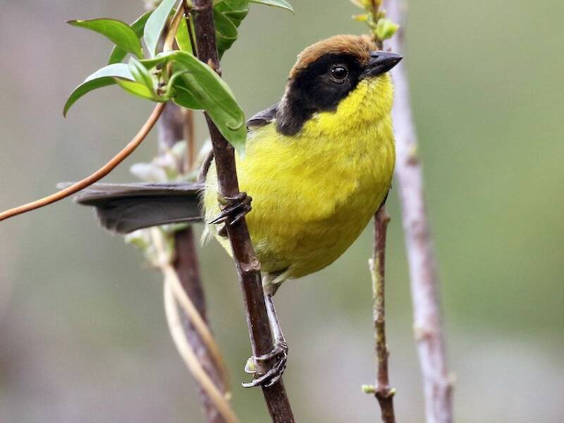 Fringuello di boscaglia pettogiallo, Foto 4