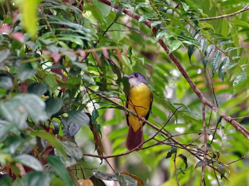 Bulbul ventregiallo