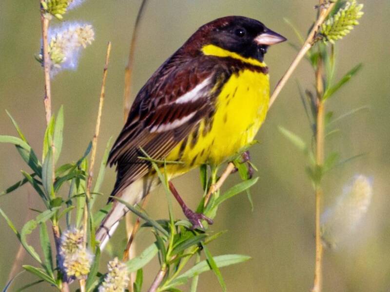 Yellow-breasted Bunting, Photos 3