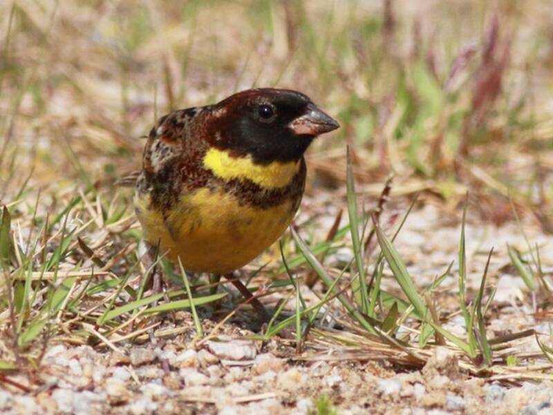 Yellow-breasted Bunting, Photos 2