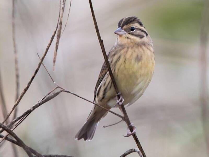 Yellow-breasted Bunting, Photos 4