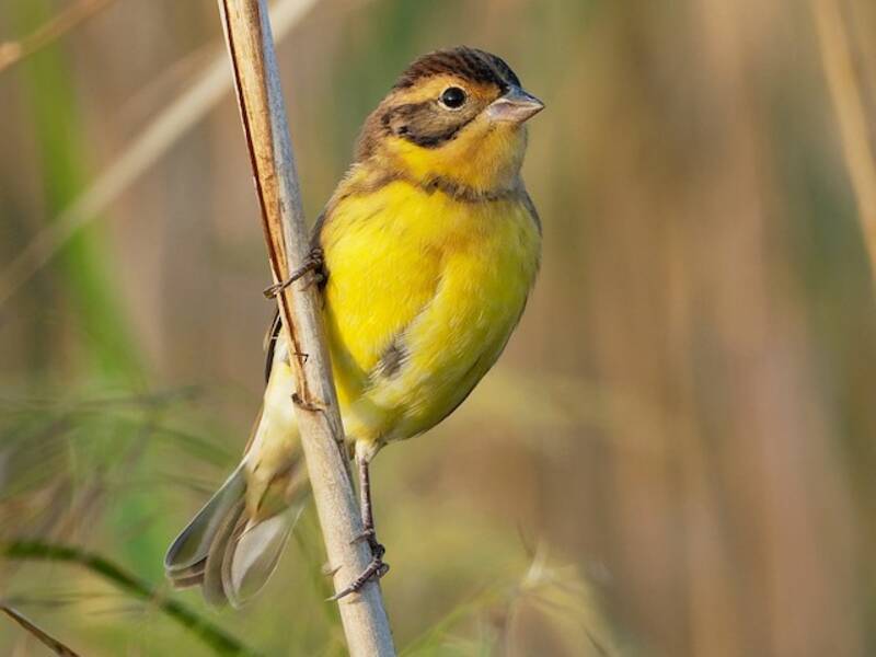 Yellow-breasted Bunting