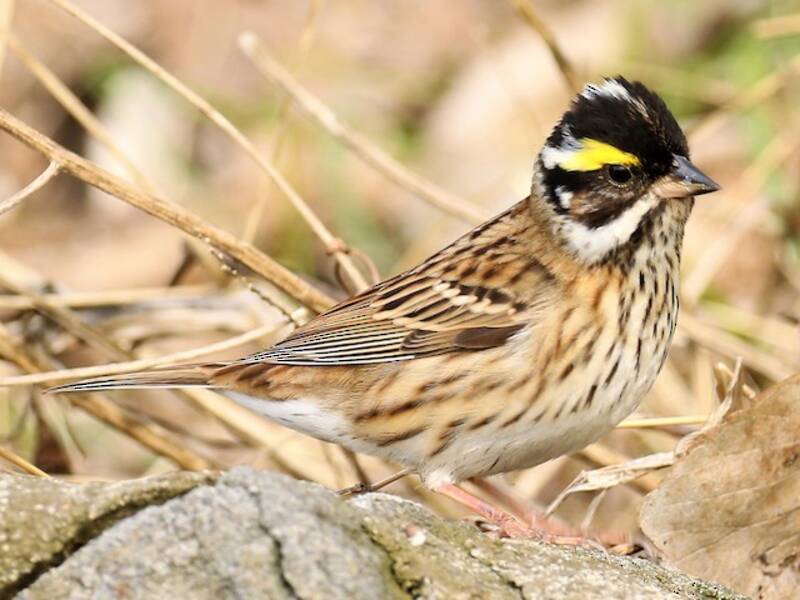 Yellow-browed Bunting, Photos 1