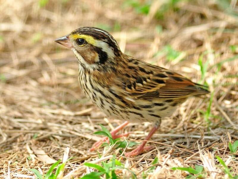 Yellow-browed Bunting, Photos 4