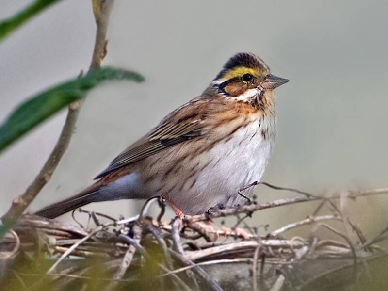 Yellow-browed Bunting, Photos 3