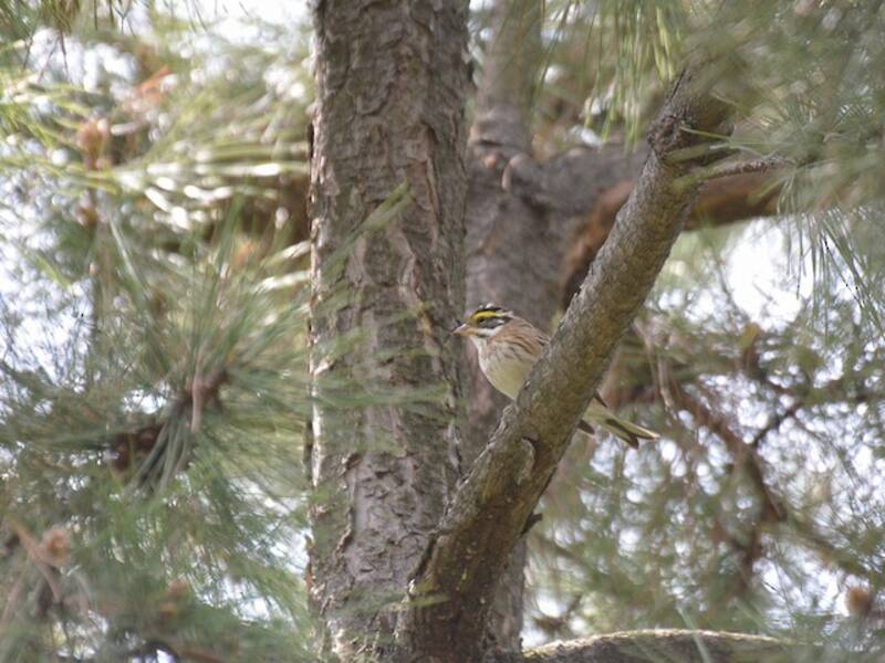 Yellow-browed Bunting, Photos 2