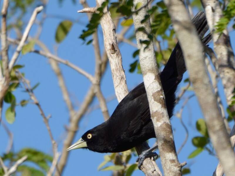 Yellow-billed Cacique