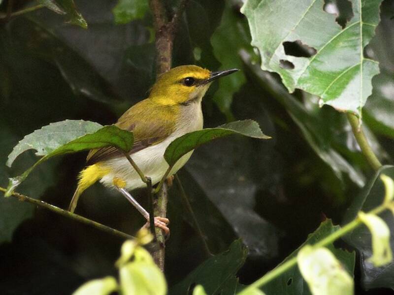 Gelbbrauen-Camaroptera, Fotos 4