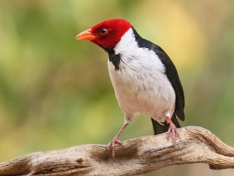 Cardenal de pico amarillo, Fotos 4
