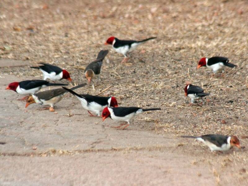 Cardenal de pico amarillo, Fotos 3