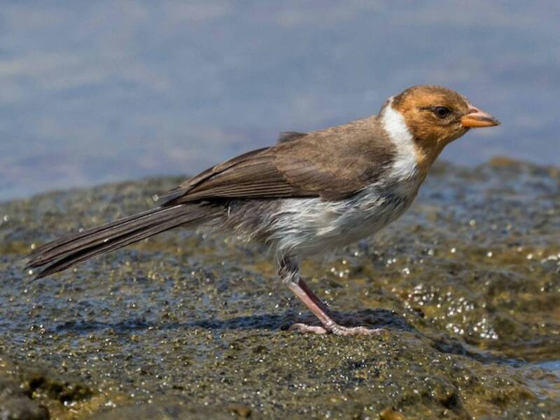 Cardenal de pico amarillo