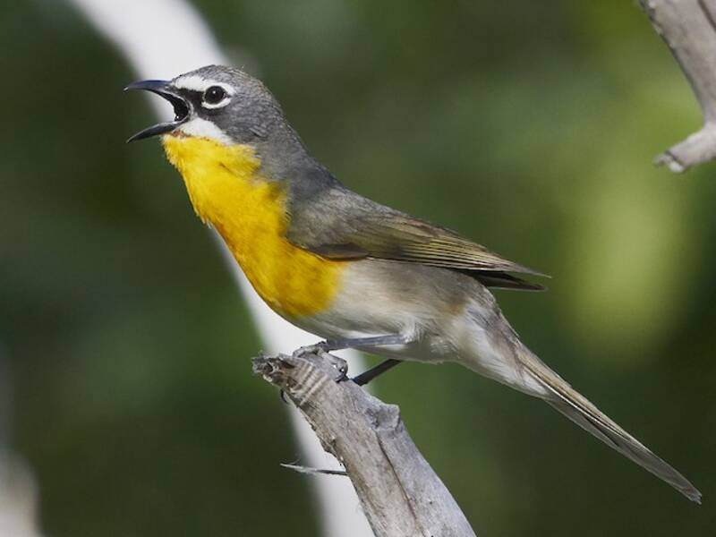 Yellow-breasted Chat (Icteria virens)
