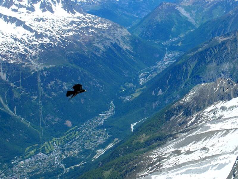 Alpendohle, Fotos 2