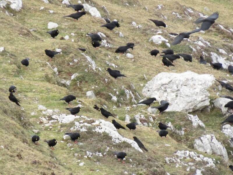 Yellow-billed Chough (Pyrrhocorax graculus)