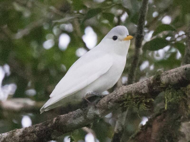 Cotinga piquigualda