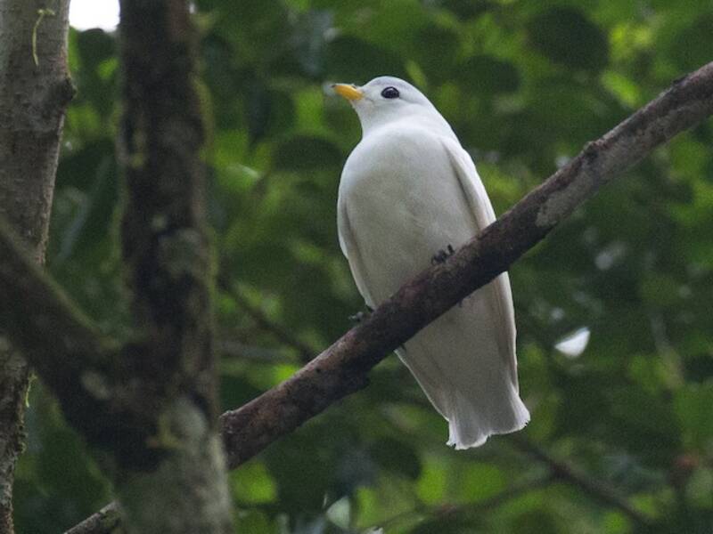 Cotinga piquigualda, Fotos 4