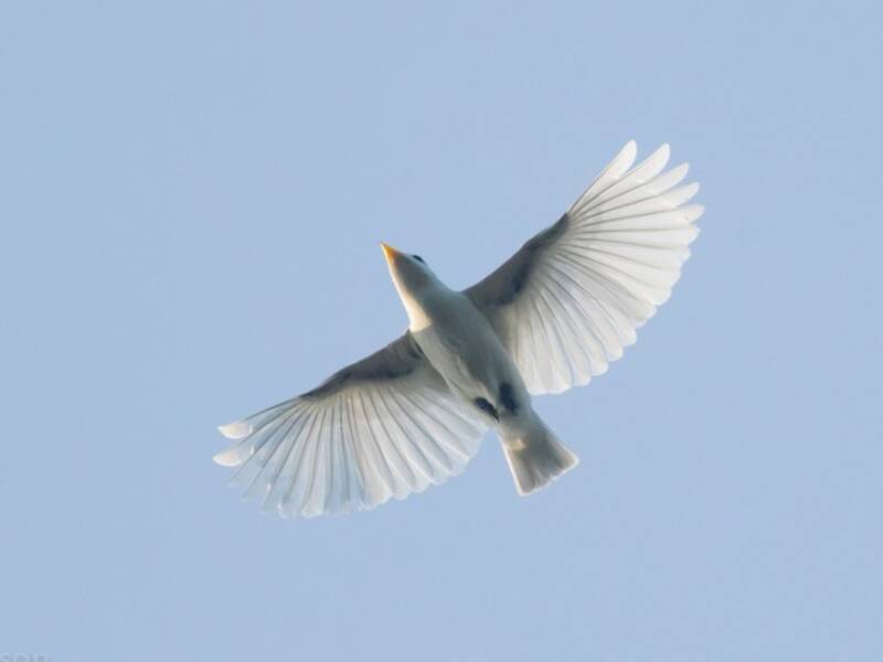 Cotinga piquigualda, Fotos 3